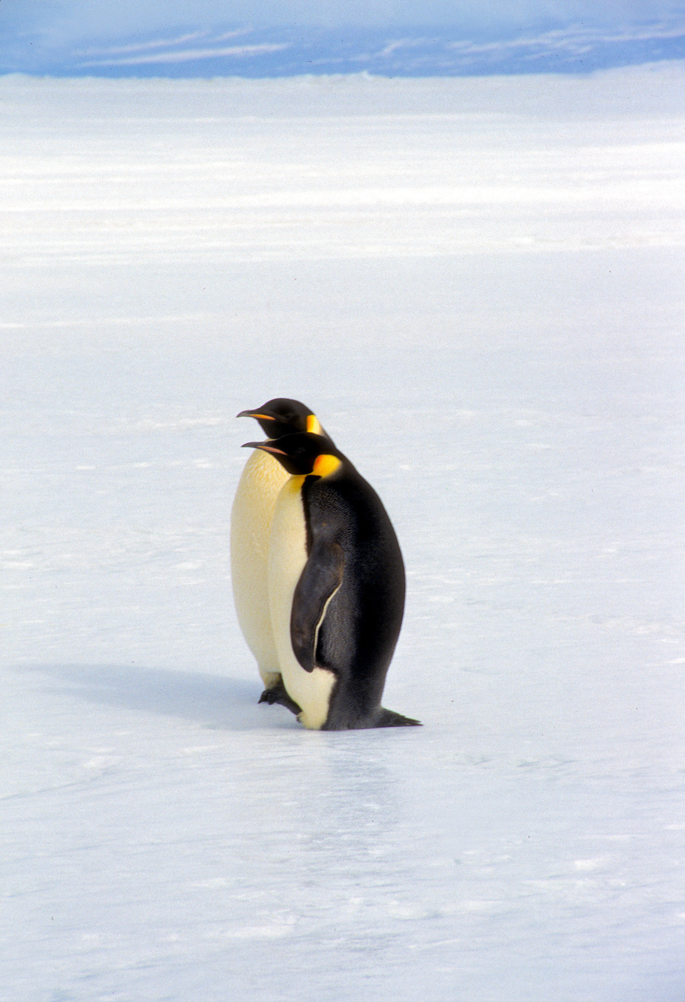 Emporer Penguins at sea ice edge